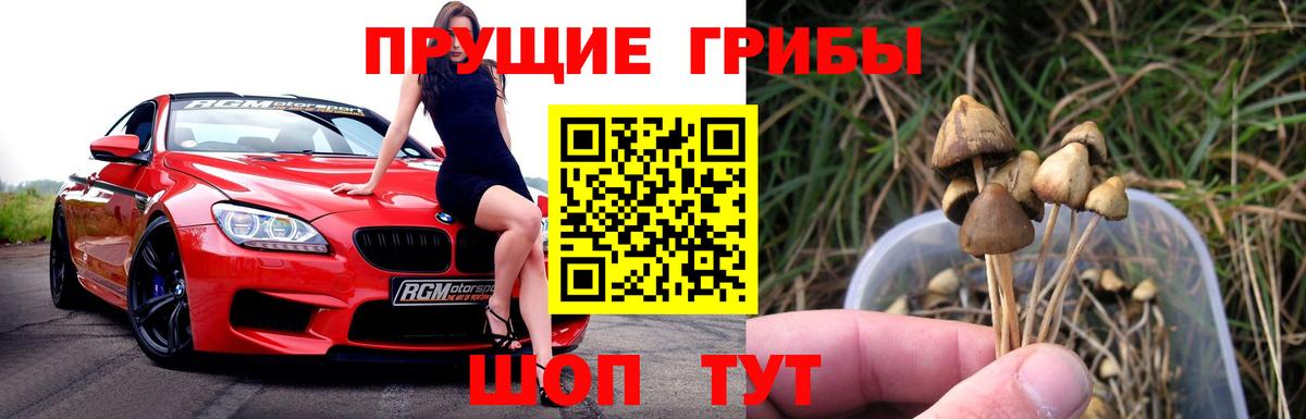 Галлюциногенные грибы MAGIC MUSHROOMS  Псилоцибиновые грибы GOLDEN TEACHER  наркотики  Вход с VPN  Бердск 